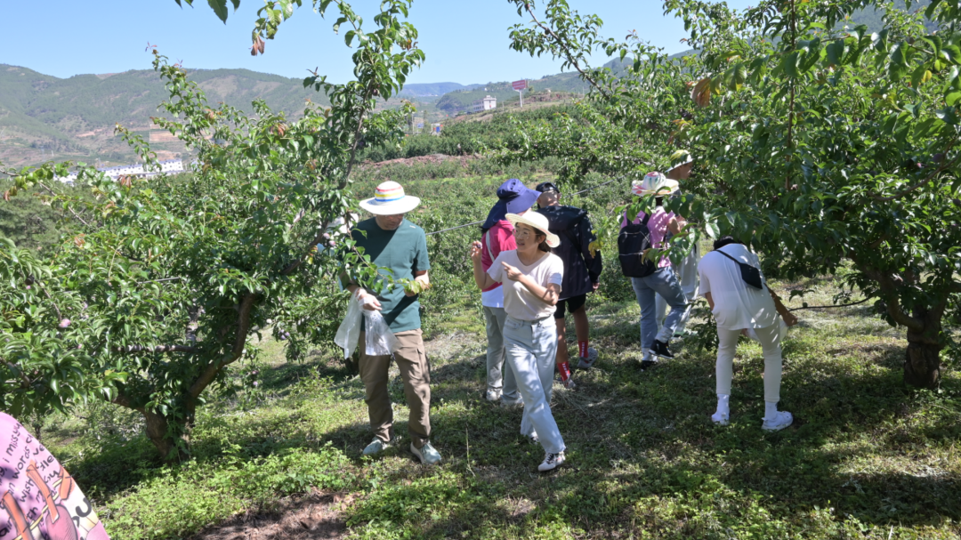 60 余名新加坡侨胞赴会东寻根问祖 多元体验解锁中国文化魅力插图1