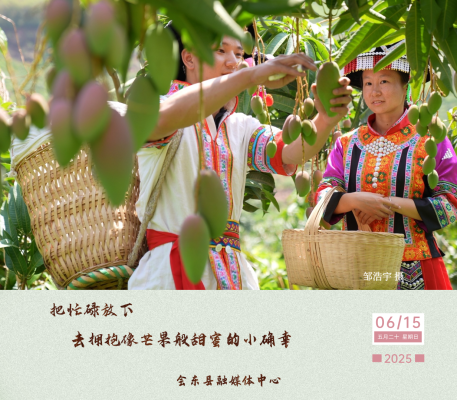 会东芒果丰收,产业发展势头强劲插图1 会东芒果丰收,产业发展势头强劲插图1