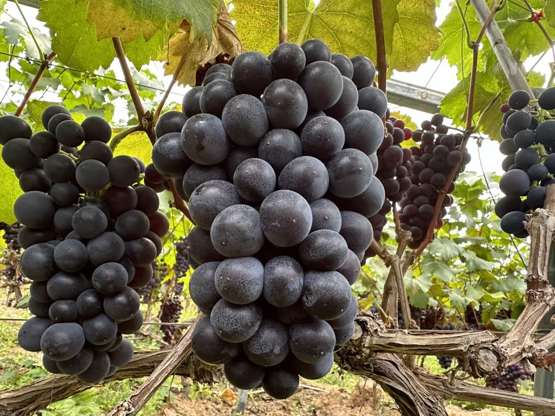 鲹鱼河镇葡萄村:棚室葡萄迎丰收 串起乡村振兴 “甜蜜” 产业链插图 鲹鱼河镇葡萄村:棚室葡萄迎丰收 串起乡村振兴 “甜蜜” 产业链插图