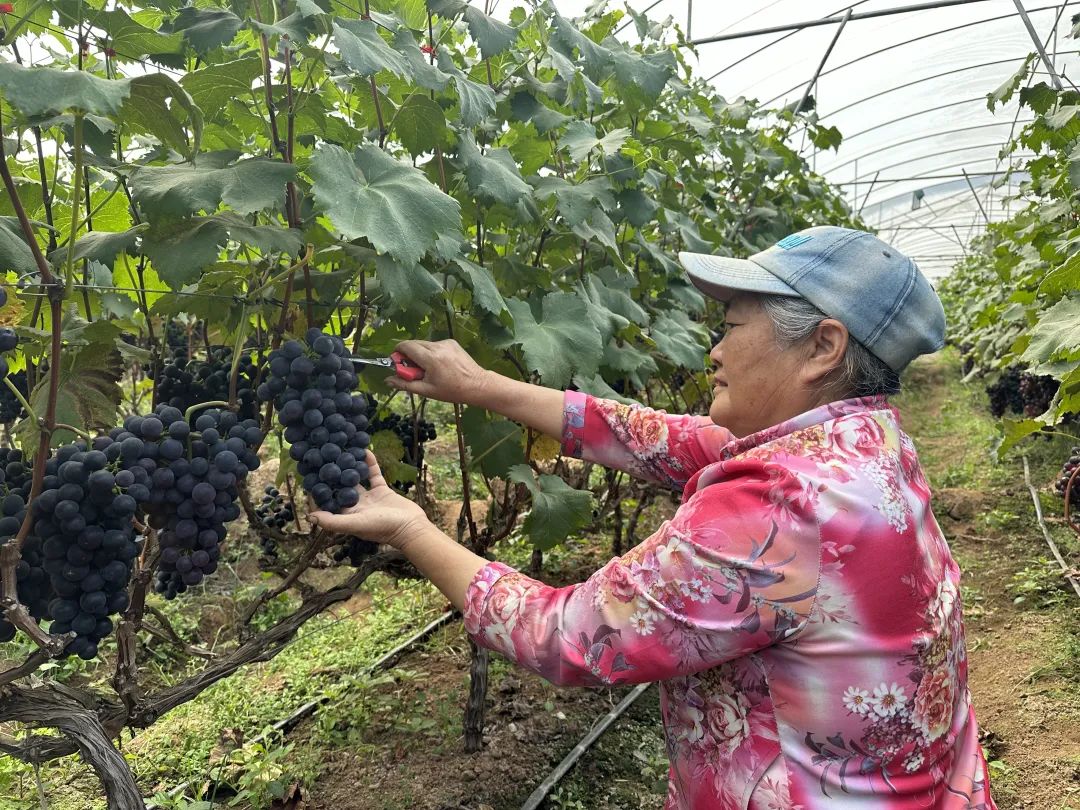 鲹鱼河镇葡萄村:棚室葡萄迎丰收 串起乡村振兴 “甜蜜” 产业链插图1 鲹鱼河镇葡萄村:棚室葡萄迎丰收 串起乡村振兴 “甜蜜” 产业链插图1