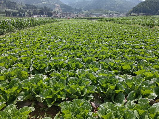 会东堵格镇:白菜产业蓬勃发展,撑起乡村振兴“绿伞”插图 会东堵格镇:白菜产业蓬勃发展,撑起乡村振兴“绿伞”插图