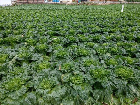 会东堵格镇:白菜产业蓬勃发展,撑起乡村振兴“绿伞”插图1 会东堵格镇:白菜产业蓬勃发展,撑起乡村振兴“绿伞”插图1