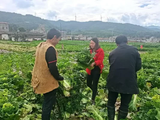 会东堵格镇:白菜产业蓬勃发展,撑起乡村振兴“绿伞”插图2 会东堵格镇:白菜产业蓬勃发展,撑起乡村振兴“绿伞”插图2