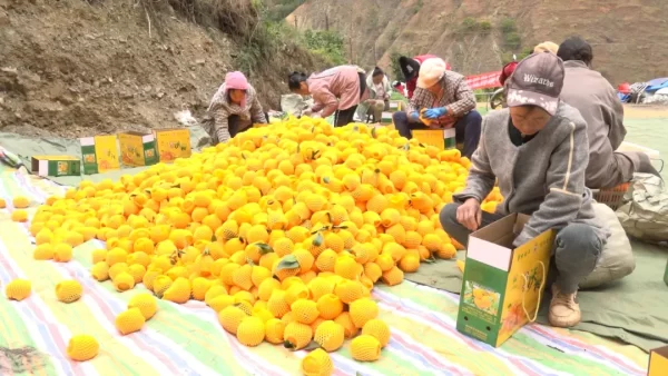 鲁吉沃柑缀满枝 金色产业富乡村插图 鲁吉沃柑缀满枝 金色产业富乡村插图