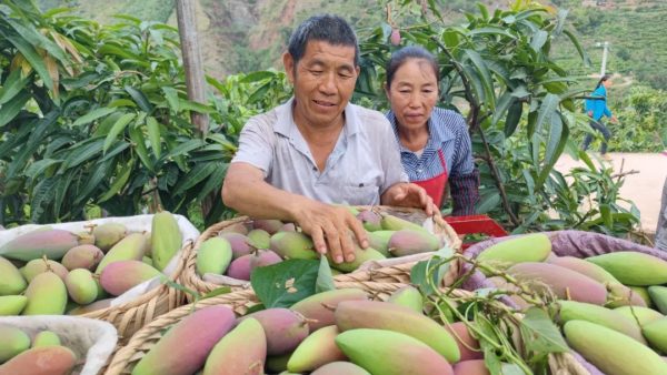 铁柳镇:芒果采摘正当时,甜蜜产业绘新篇插图1 铁柳镇:芒果采摘正当时,甜蜜产业绘新篇插图1