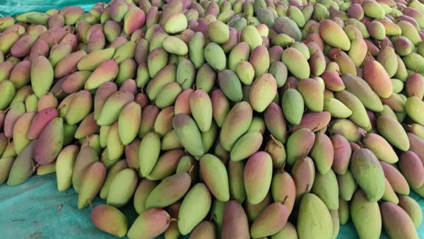 铁柳镇:芒果采摘正当时,甜蜜产业绘新篇插图3 铁柳镇:芒果采摘正当时,甜蜜产业绘新篇插图3