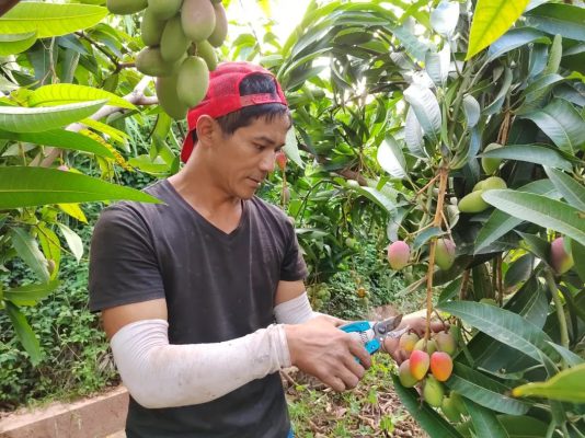 铁柳镇:芒果采摘正当时,甜蜜产业绘新篇插图5 铁柳镇:芒果采摘正当时,甜蜜产业绘新篇插图5