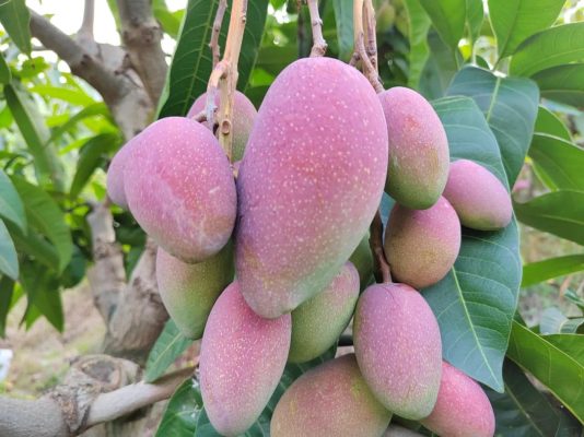 铁柳镇:芒果采摘正当时,甜蜜产业绘新篇插图6 铁柳镇:芒果采摘正当时,甜蜜产业绘新篇插图6