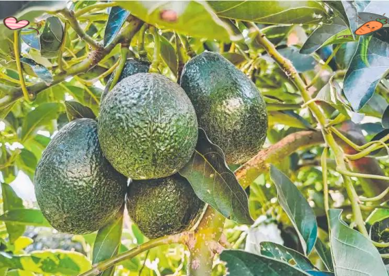 老君滩乡:山水之间展新貌,特色发展谱新篇插图4 老君滩乡:山水之间展新貌,特色发展谱新篇插图4