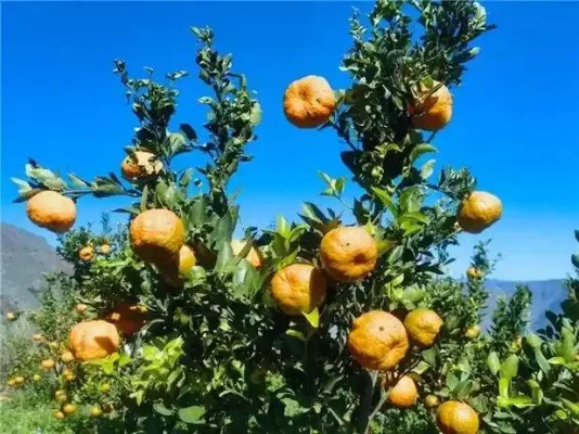 满银沟镇:高山河谷间的发展新篇插图2 满银沟镇:高山河谷间的发展新篇插图2