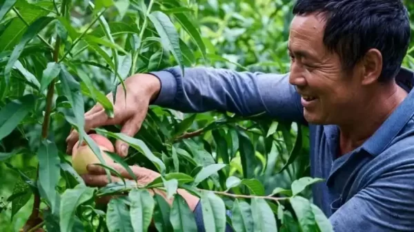 四川会东江西街乡:历史与现代交织的活力乡镇插图1 四川会东江西街乡:历史与现代交织的活力乡镇插图1