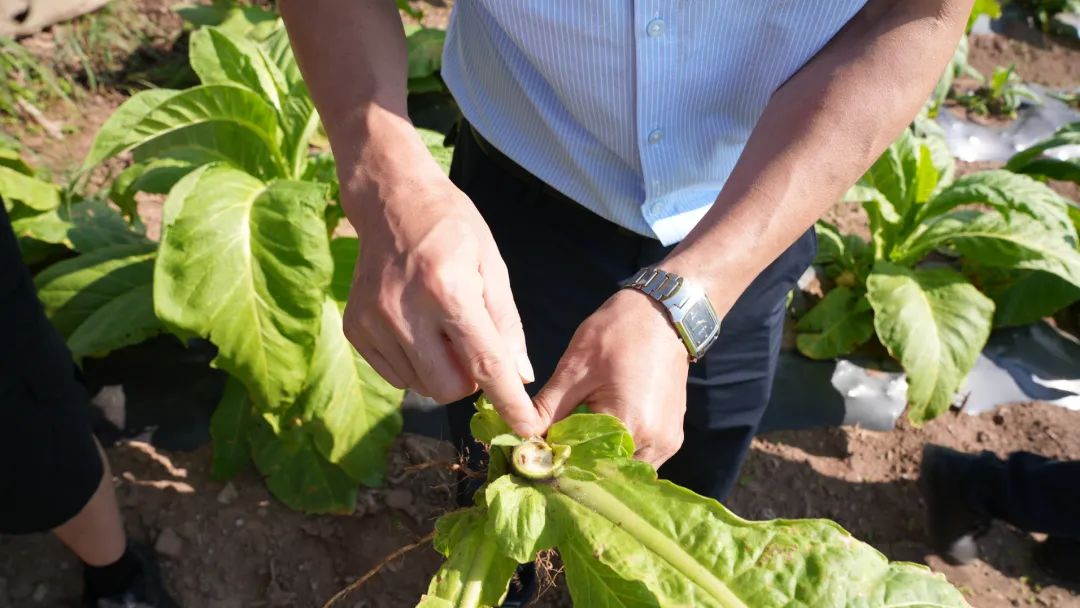 会东县:田间“实战课堂”赋能 29.5 万亩烟田绘就乡村振兴新画卷插图4 会东县:田间“实战课堂”赋能 29.5 万亩烟田绘就乡村振兴新画卷插图4