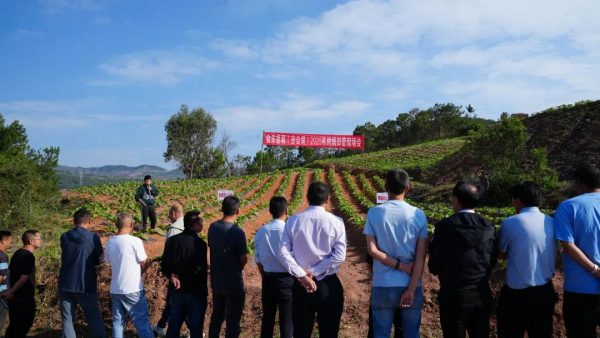 会东县:田间“实战课堂”赋能 29.5 万亩烟田绘就乡村振兴新画卷-会东网