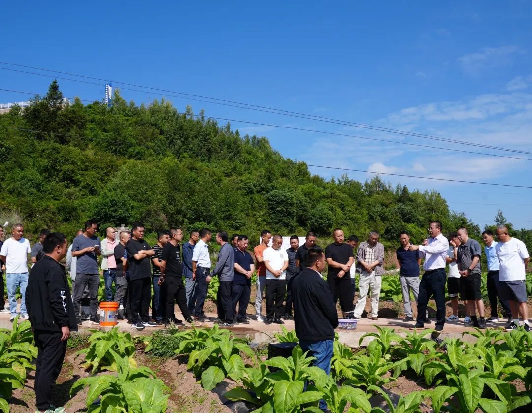 会东县:田间“实战课堂”赋能 29.5 万亩烟田绘就乡村振兴新画卷插图3 会东县:田间“实战课堂”赋能 29.5 万亩烟田绘就乡村振兴新画卷插图3