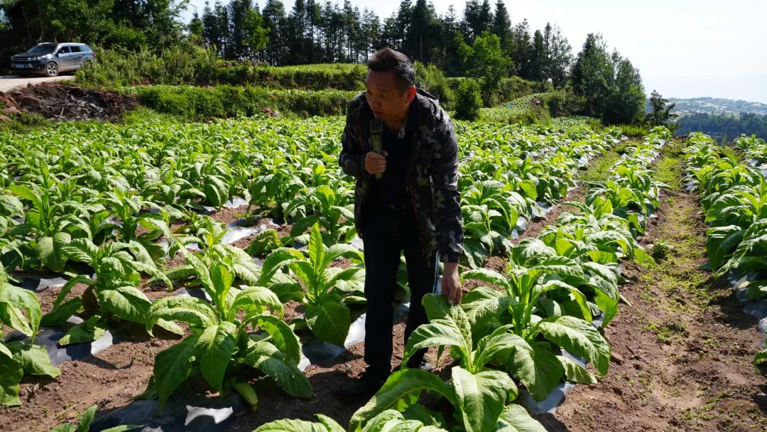 会东县:田间“实战课堂”赋能 29.5 万亩烟田绘就乡村振兴新画卷插图2 会东县:田间“实战课堂”赋能 29.5 万亩烟田绘就乡村振兴新画卷插图2
