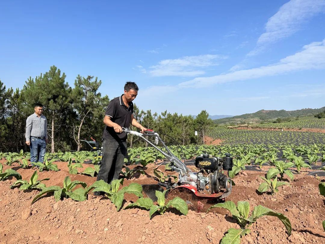 会东县:田间“实战课堂”赋能 29.5 万亩烟田绘就乡村振兴新画卷插图5 会东县:田间“实战课堂”赋能 29.5 万亩烟田绘就乡村振兴新画卷插图5