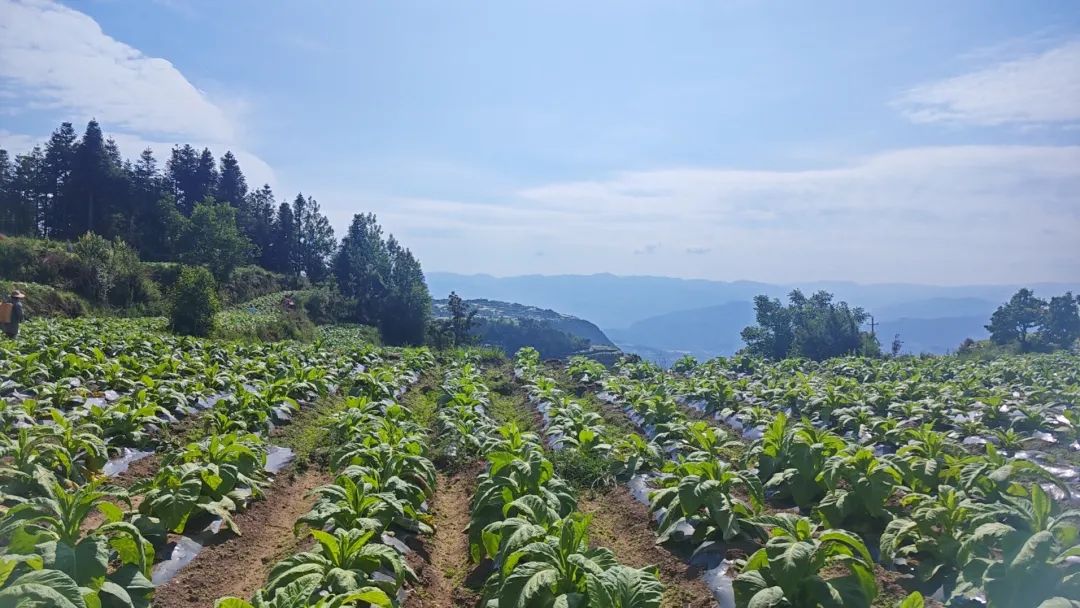 会东县:田间“实战课堂”赋能 29.5 万亩烟田绘就乡村振兴新画卷插图6 会东县:田间“实战课堂”赋能 29.5 万亩烟田绘就乡村振兴新画卷插图6