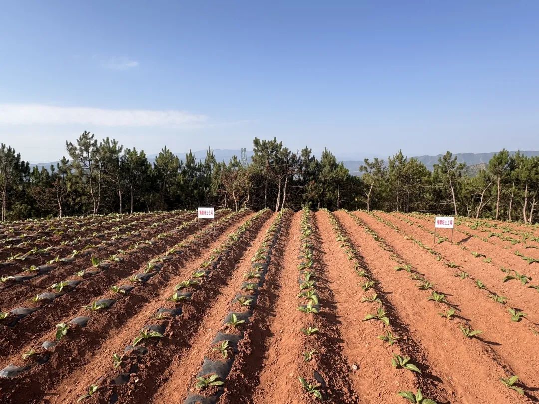 会东县:田间“实战课堂”赋能 29.5 万亩烟田绘就乡村振兴新画卷插图7 会东县:田间“实战课堂”赋能 29.5 万亩烟田绘就乡村振兴新画卷插图7