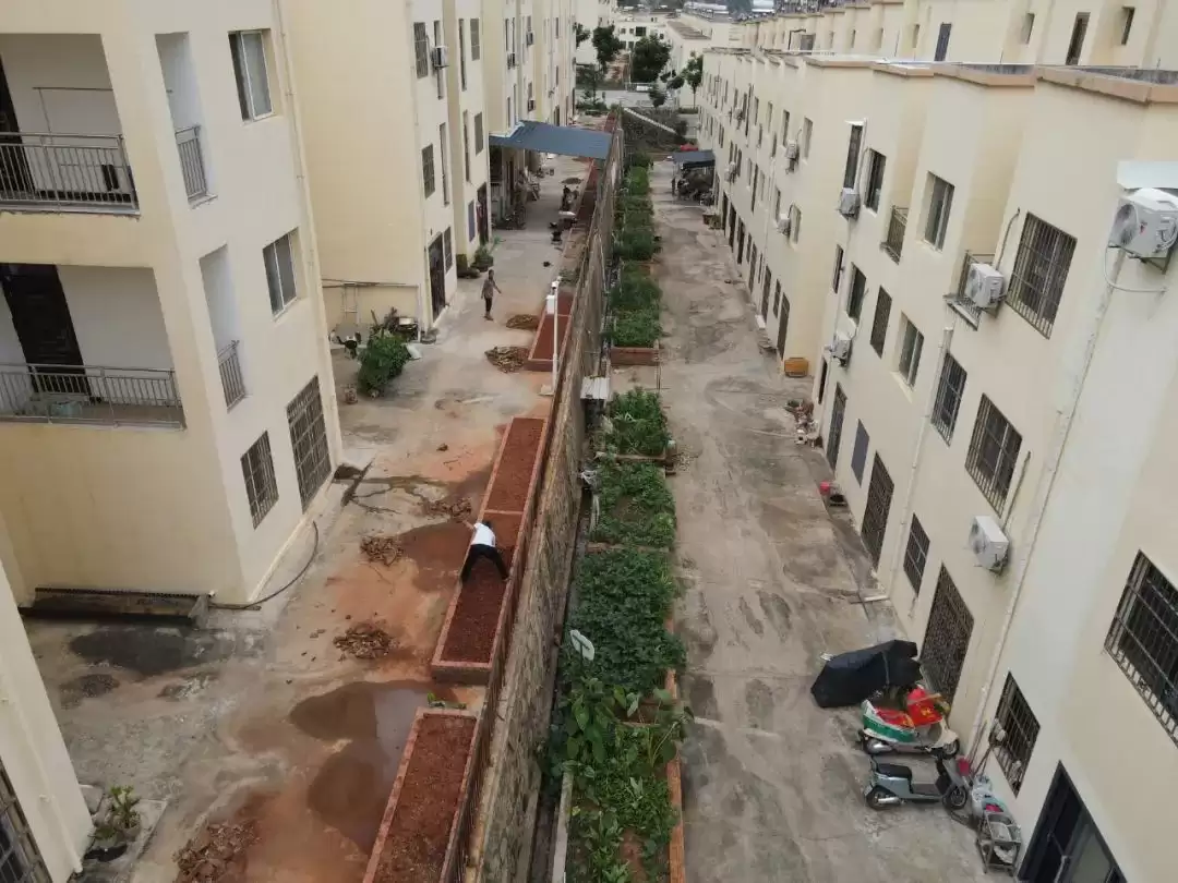 会东“微田园”:方寸菜畦,种出移民“幸福花”插图3 会东“微田园”:方寸菜畦,种出移民“幸福花”插图3