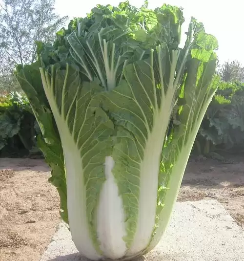 种大白菜间距多少合适(大白菜种植最佳行距解析)-会东网