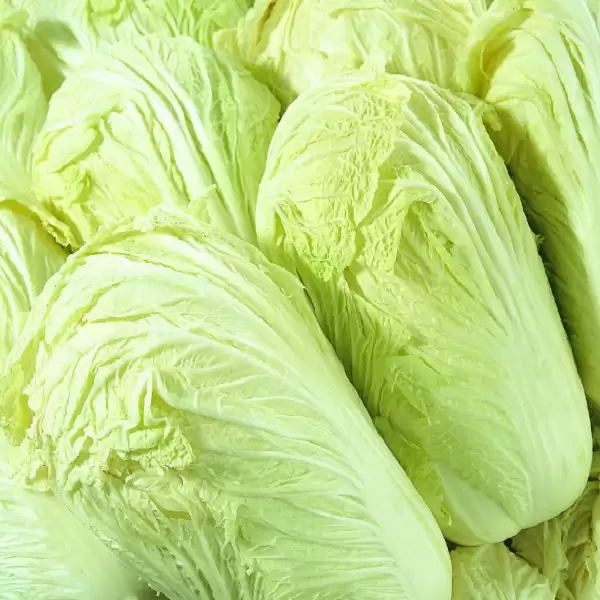 种植白菜的最佳时间解析:一年四季都能种吗?-会东网