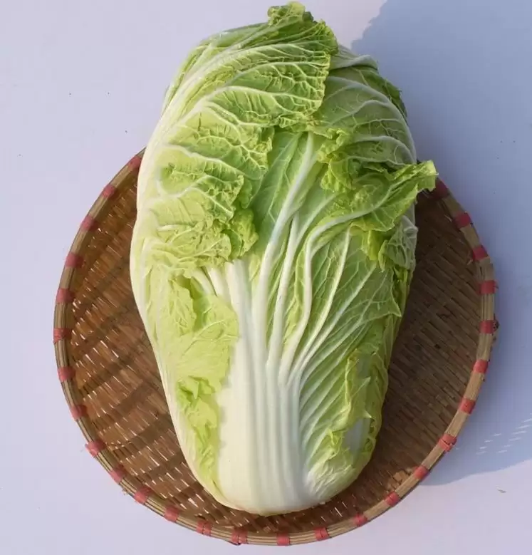 怎样种萝卜白菜:新手入门种植技巧大全插图2 怎样种萝卜白菜:新手入门种植技巧大全插图2