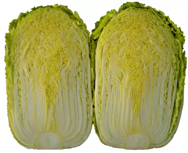 大白菜七月份能种吗?夏季种植技巧全解析-会东网