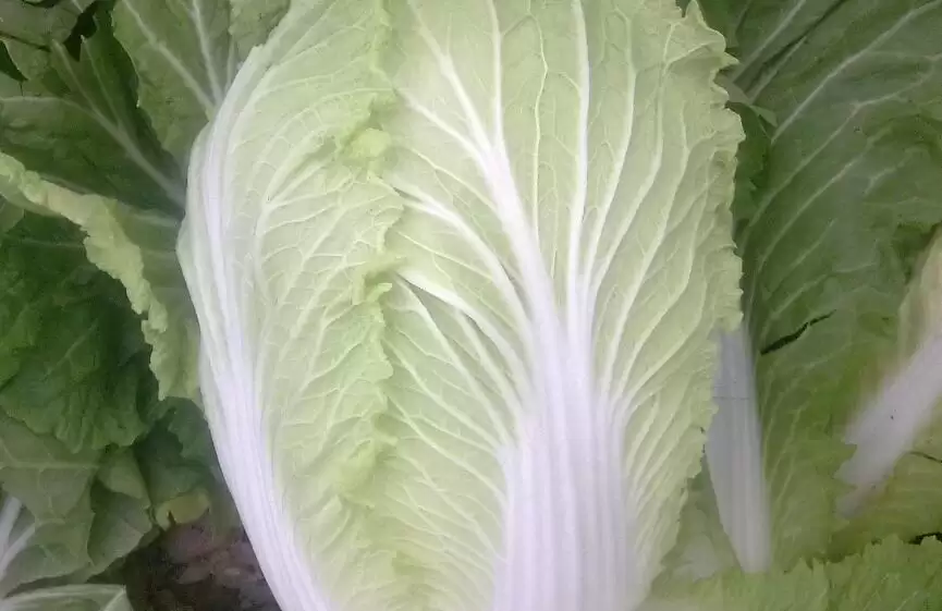 大白菜种法详解:从选种到收获的完整指南-会东网