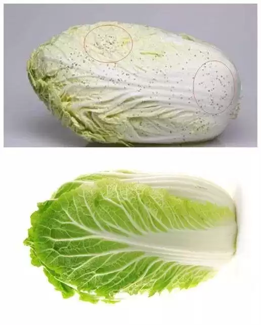 一亩地能种多少棵白菜？白菜种植密度全解析-会东网