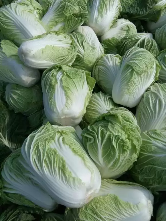 热白菜什么时间种好?最佳种植时间全解析-会东网