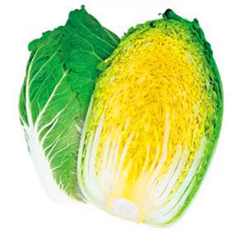 种秋白菜最佳时间：8月下旬至9月上旬最适宜-会东网