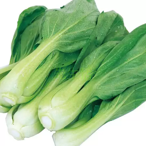 山东春白菜种植时间全解析:最佳播种期与栽培技巧-会东网