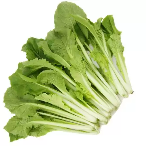 种白菜用二铵还是复合肥?老农教你正确选择施肥方案-会东网