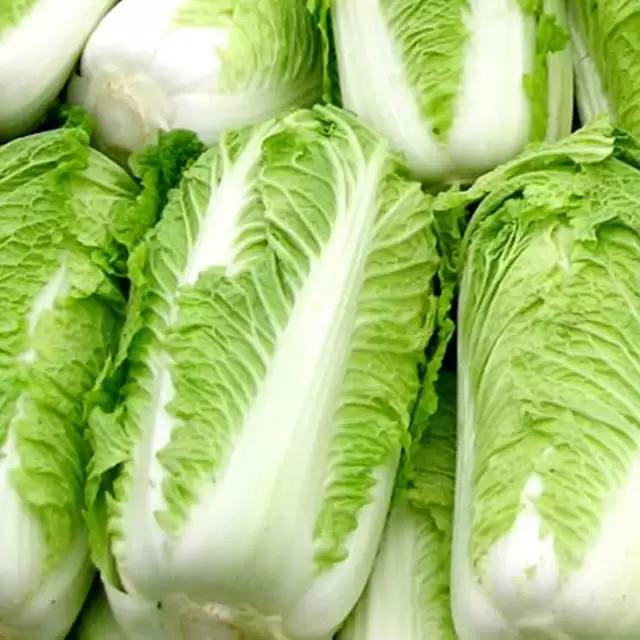 小白菜怎么种?小白菜的种植方法和步骤全解析-会东网