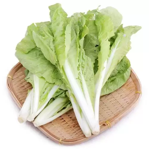 白菜如何播种(白菜播种方法全解析)-会东网