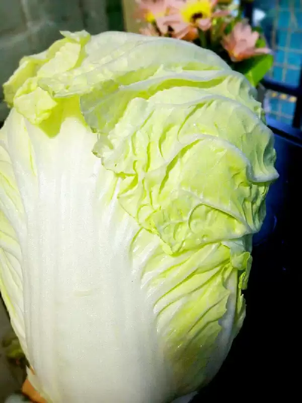 秋白菜的种植管理枝术全攻略:从选种到丰收的关键要点-会东网