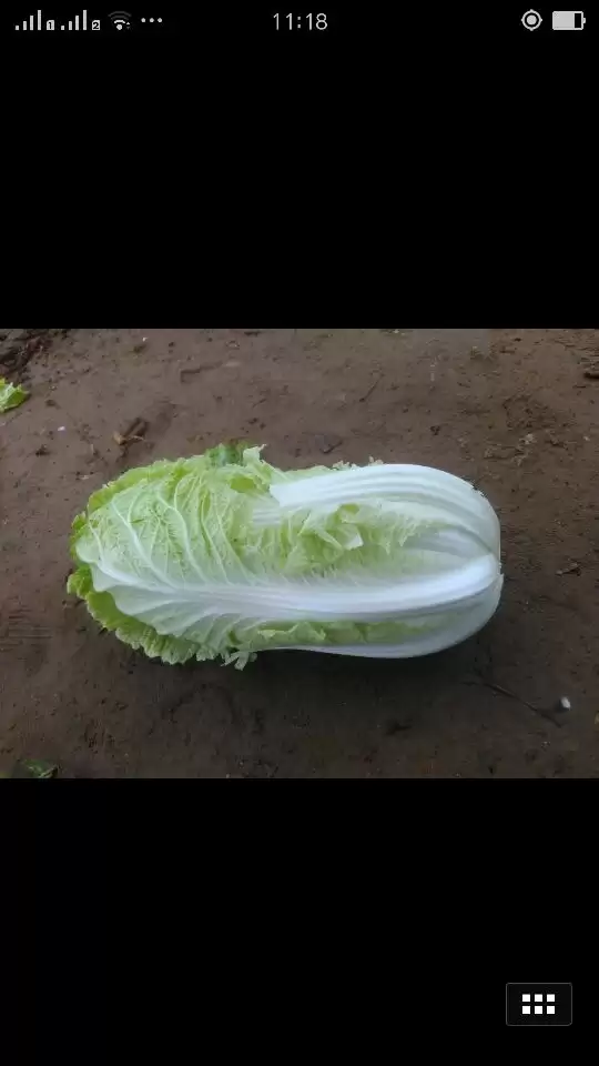 夏白菜什么品种好?2023年优质夏白菜品种推荐-会东网