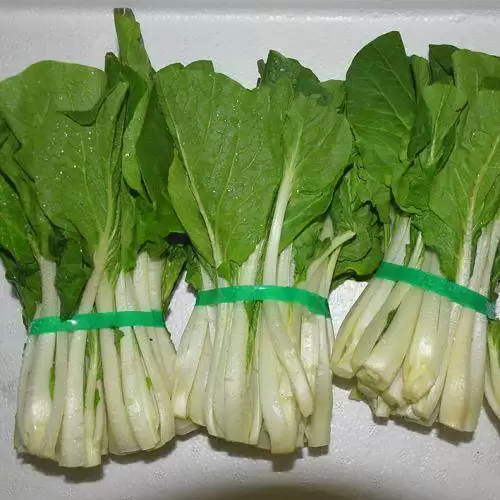 夏季白菜选什么品种好？5大耐热高产白菜推荐-会东网