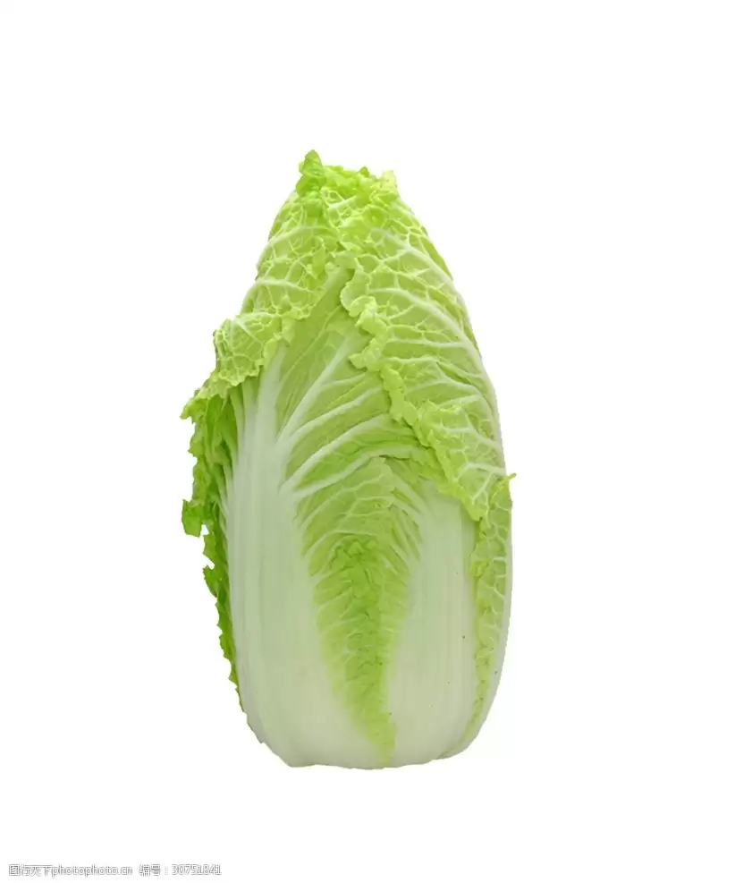 小白菜八月可以种吗?八月种植小白菜全攻略-会东网