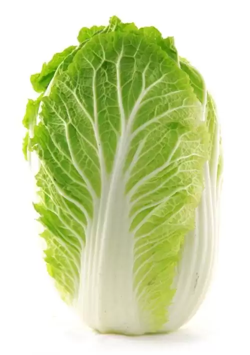 种白菜如何管理?从选种到收获的全流程指南-会东网