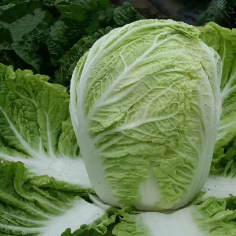 萝卜白菜几月份种最合适?最佳种植时间全解析-会东网