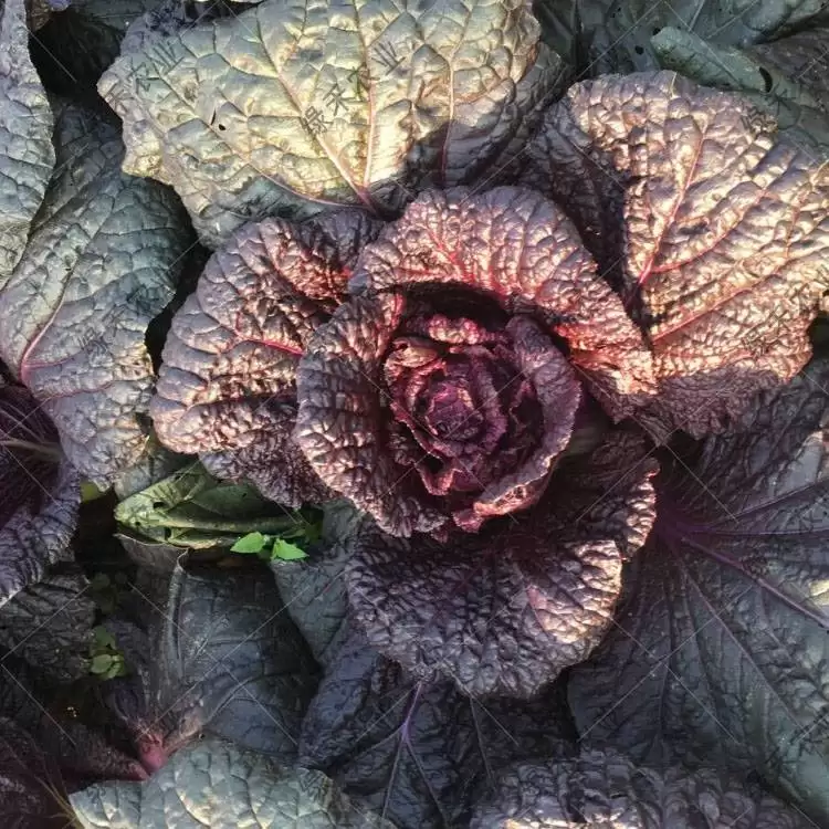 东北白菜什么时间种最合适？最佳种植时间解析-会东网