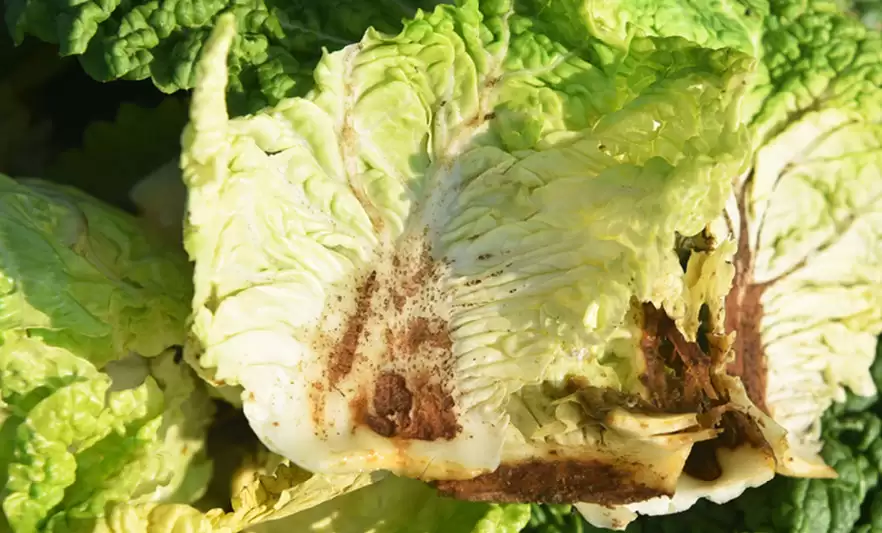 白菜在立秋前几天种合适？最佳种植时间解析-会东网