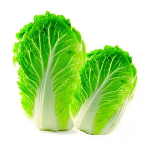 新疆大白菜种植技术全解析:从选种到丰收的完整指南-会东网