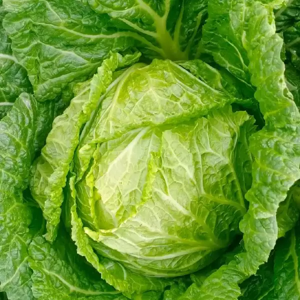 包白菜品种大全:从结球到散叶的优质选择指南-会东网