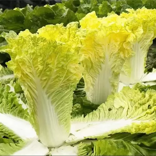 种白菜什么时间最合适(最佳种植时间详解)-会东网