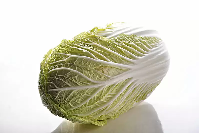 娃娃菜和白菜是一个品种吗？两者区别大解析-会东网