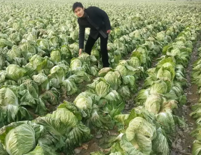 白菜苔种植时间和方法全解析:从播种到丰收的完整指南-会东网