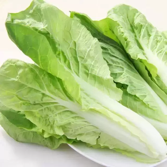 老品种大白菜价格行情及种植优势全解析-会东网