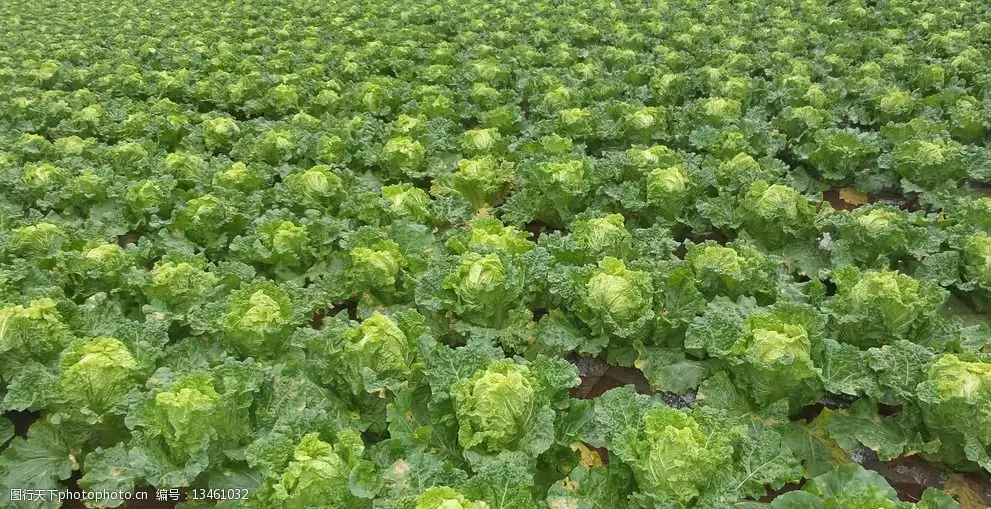 种白菜用什么肥?白菜高产施肥全攻略-会东网